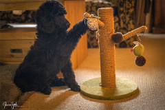 pet1