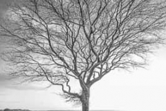 Landscapes-2