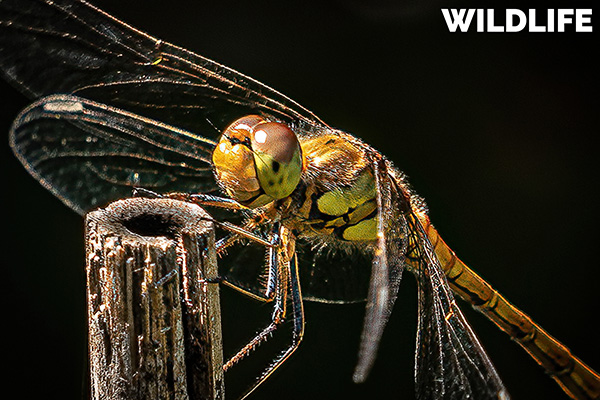 Damian Battle Wildlife Photography