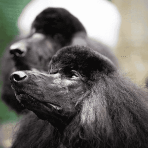 MDB Photography - A study in Poodles