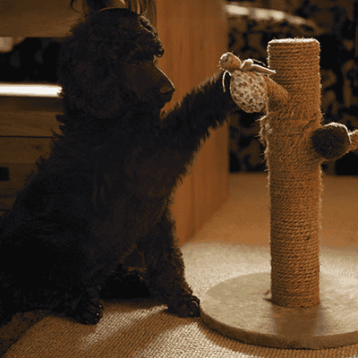 MDB Photography - A study in Poodles