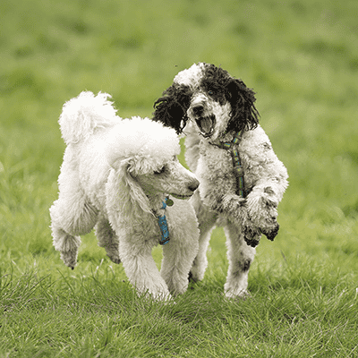 MDB Photography - A study in Poodles