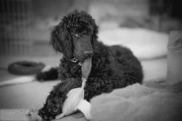 MDB Photography for Pups MDB Photography for Pups