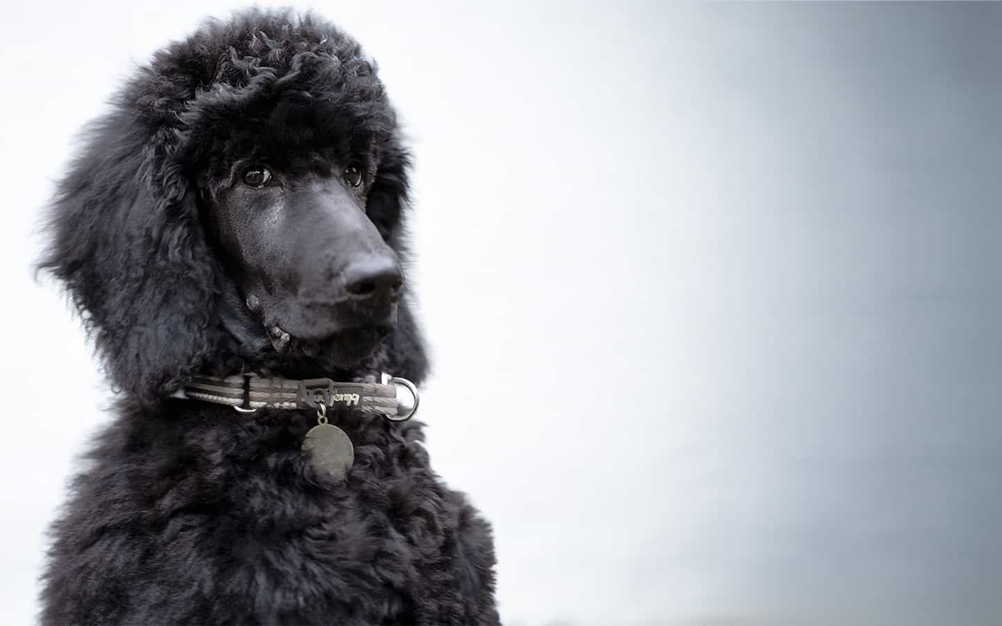 MDB Photography soul and fur MDB Photography - A study in Poodles