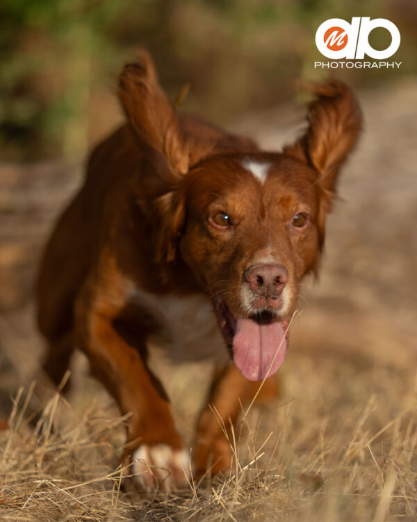 MDB Photography - A study in Poodles