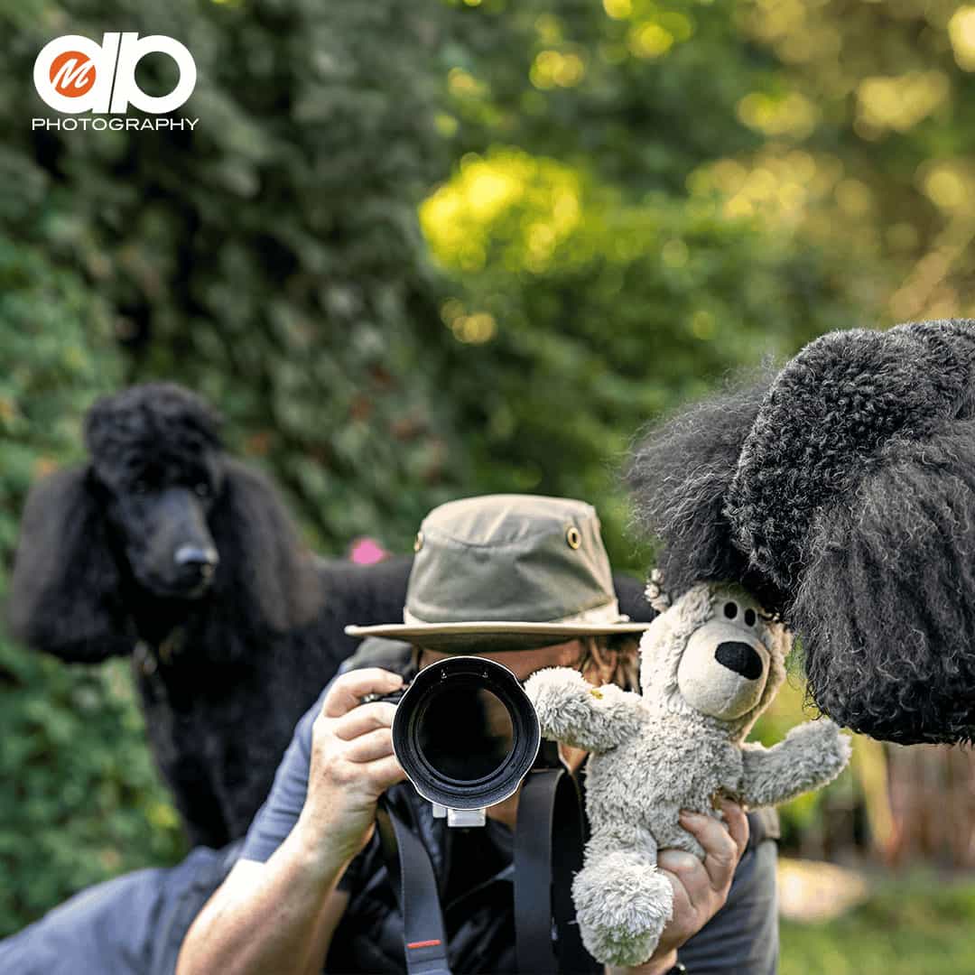 SoMe-Post-Squareb MDB Photography - A study in Poodles